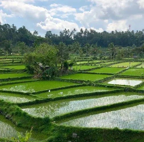 Dana Bali Ricefield チャンディダサ